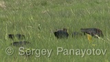 Video of Glossy Ibis - Glossy Ibis is hunting in the lake in the summer